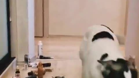 CAT VS DOG 🔥