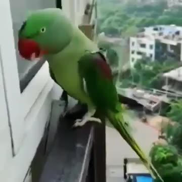 Wildlife in Closer View with natural perspective.