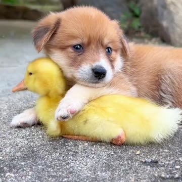 Cute dog and funny animals 🐕🐤 | #dog | #animals