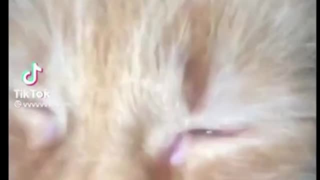 Funny Cats