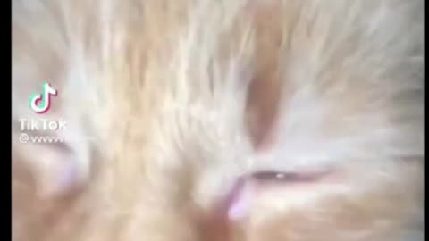 Funny Cats