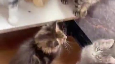 A Happy Bunch of cats