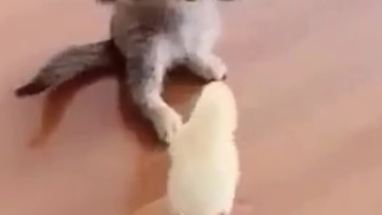 Cute kitten playing with chicks