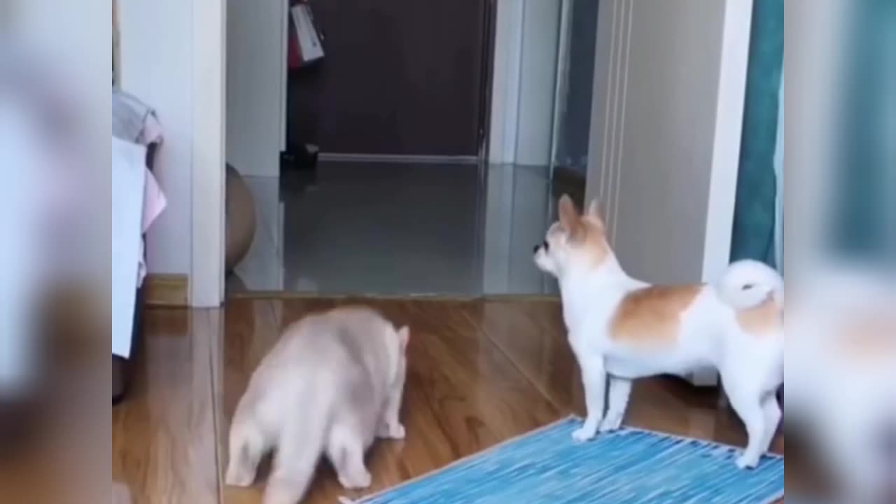 Cat funny video!!