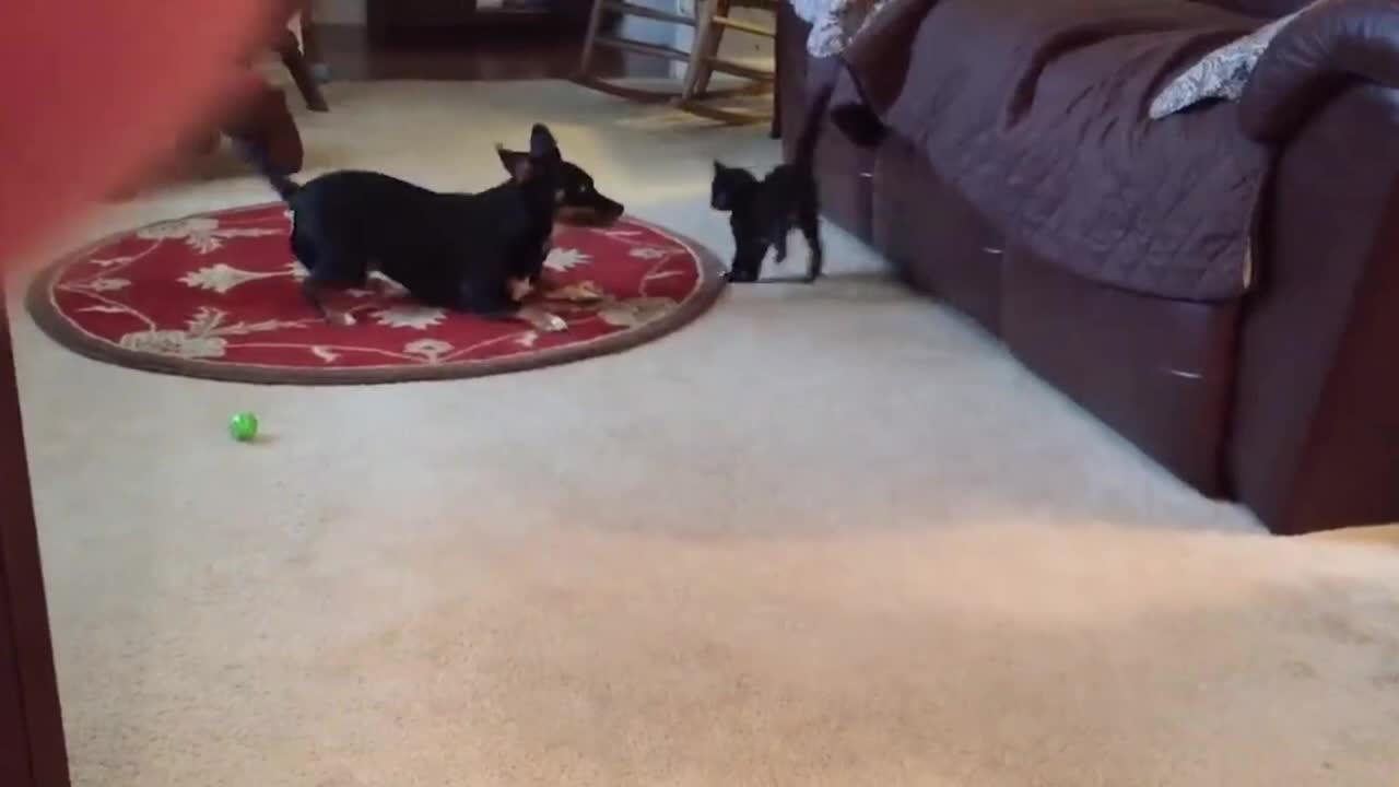Funniest Cats And Dogs Video - Best Funny Animal Videos 2022