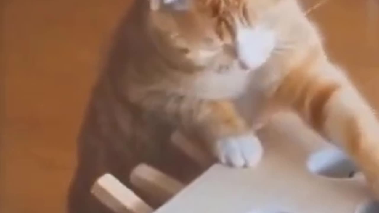 Funny animal video