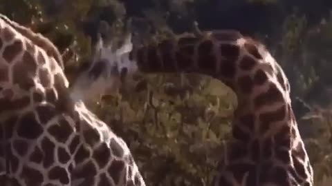 Have you ever seen giraffes fighting?