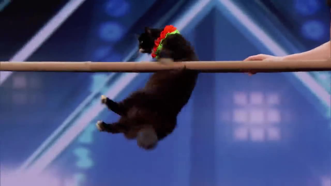 The Savitsky Cats Super Trained Cats Perform Exciting Routine - America's Got Talent