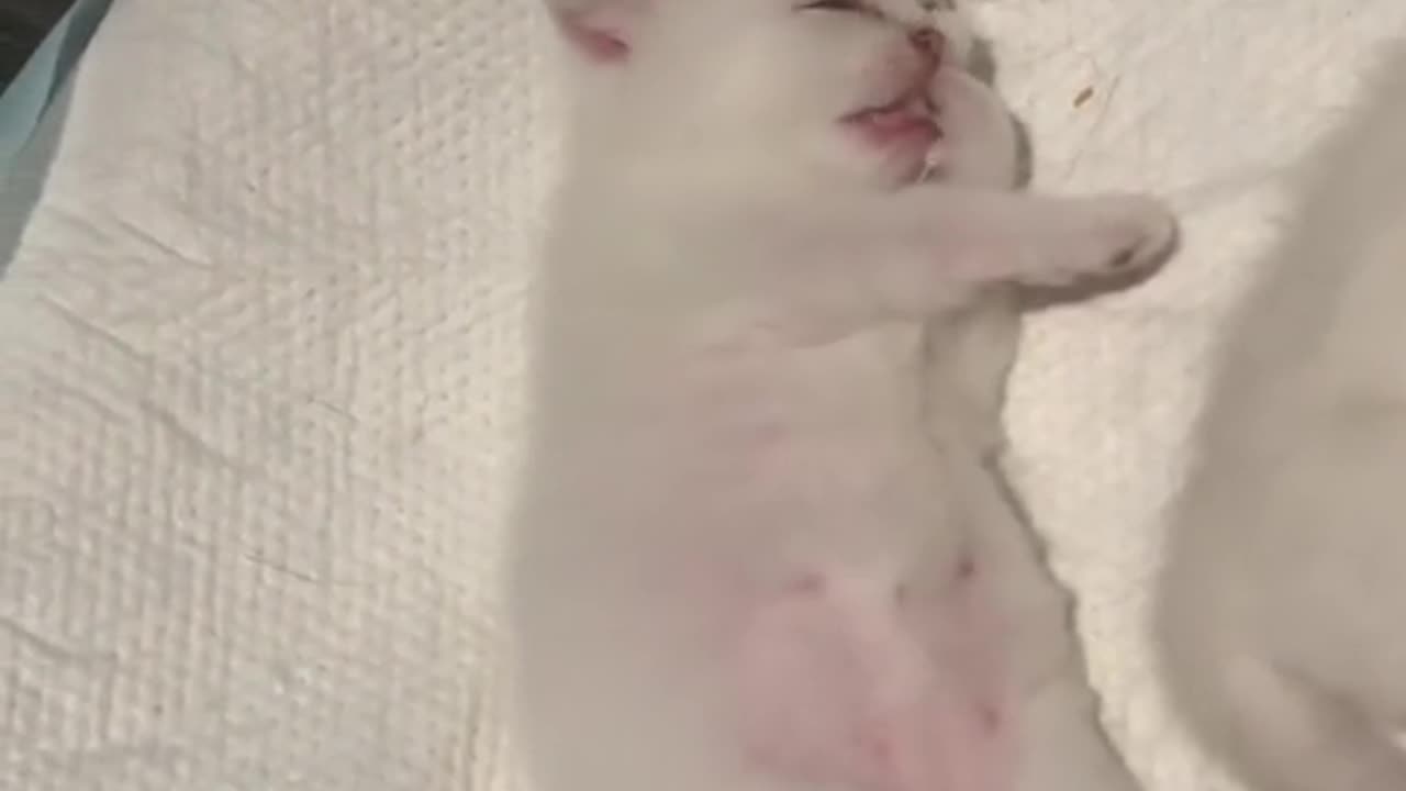 "How Adorable is My Cat? The Cutest Feline You'll Ever See!"