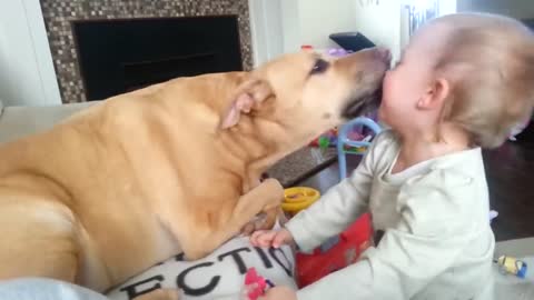 Baby attacked by Pitbull with Kisses