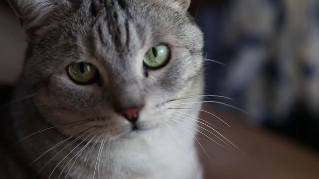Rumble / Funny Cat / Cat Running / Silver Cat