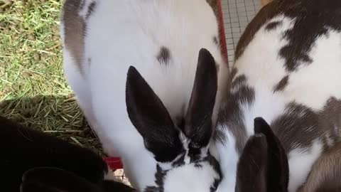 Bunnies treat time