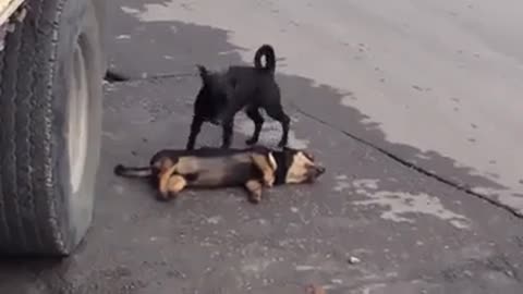 If animals can have this kind of love, what happen to humans?