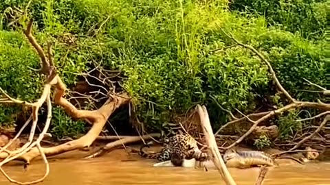 Wild animals jagur vs crocodile