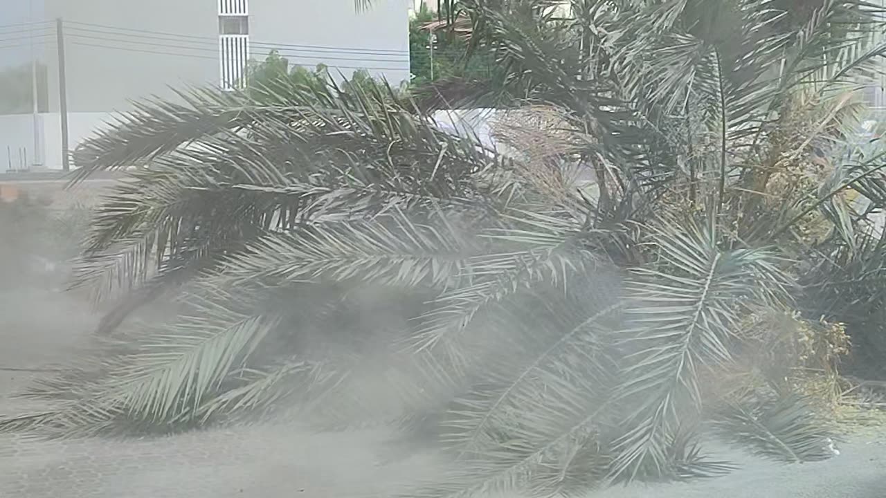 Dates tree cutting or demolition l Khajoor ka ped kaata gya