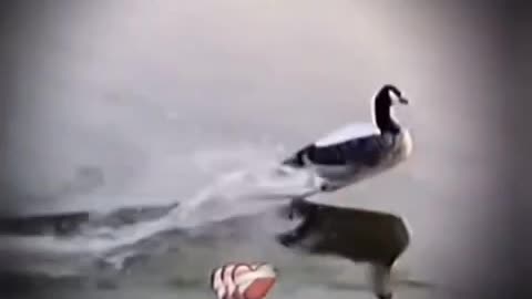 Funny nitro duck