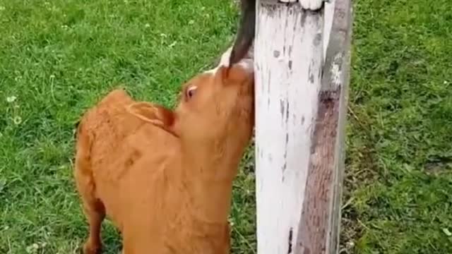 The scalper bit the cat's tail