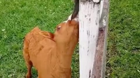 The scalper bit the cat's tail