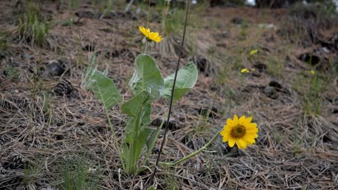 Yellow flower 2