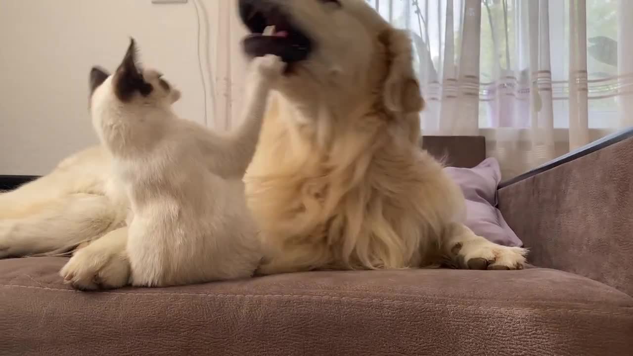 Kitten Washes a Golden Retriever [CUTENESS OVERLOAD]