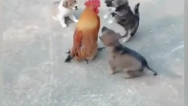 Funny hen dogs