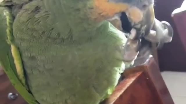 Cuckoo enjoys eating almonds.🌻🌻