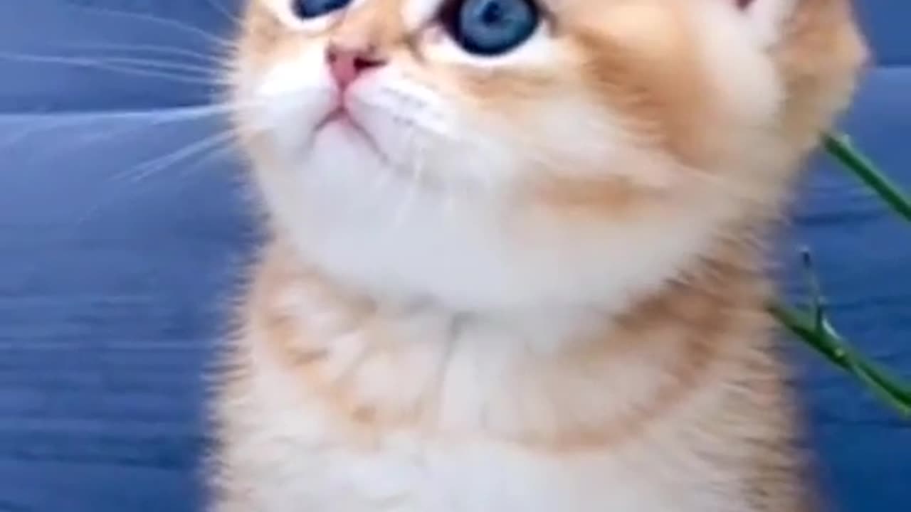 cute kitten