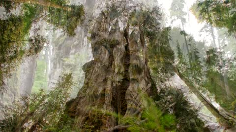 Top 5 BIGGEST Trees on Earth