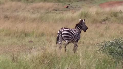 Cute Little Zebra