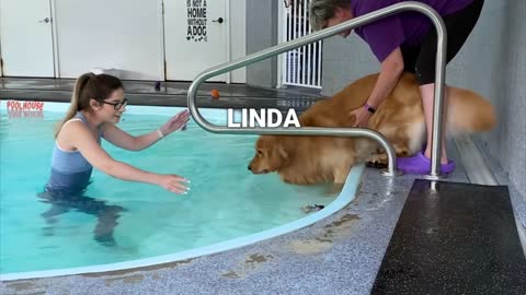 my-dog-rents-a-swimming-pool