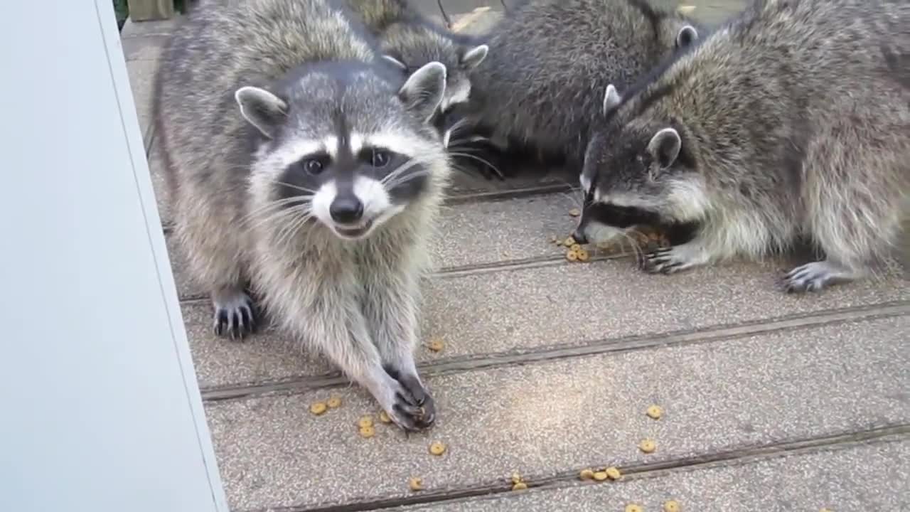 Baby Raccoons!!