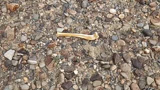 Found a fresh leg bone.