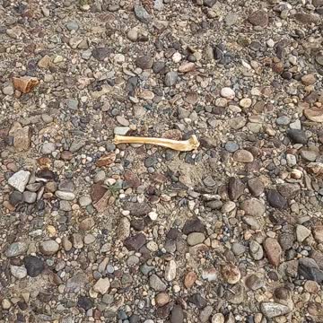 Found a fresh leg bone.