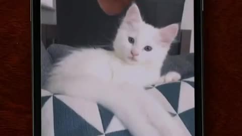 Sharing Cat Moments! 🐈