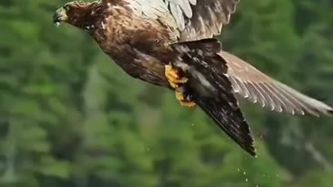 Eagle