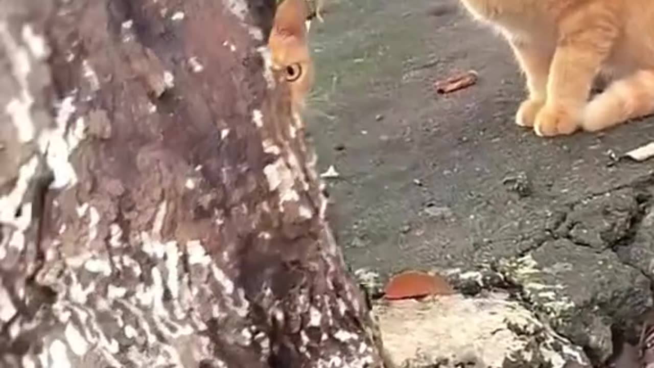 "The Intense Gaze: When Cats Lock Eyes with You"