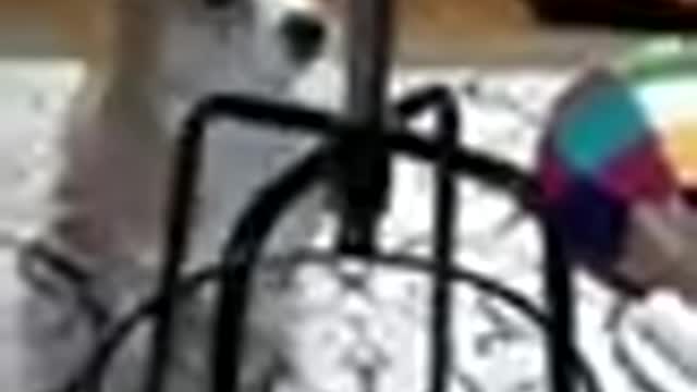 Dog barking videos,Funny dogs