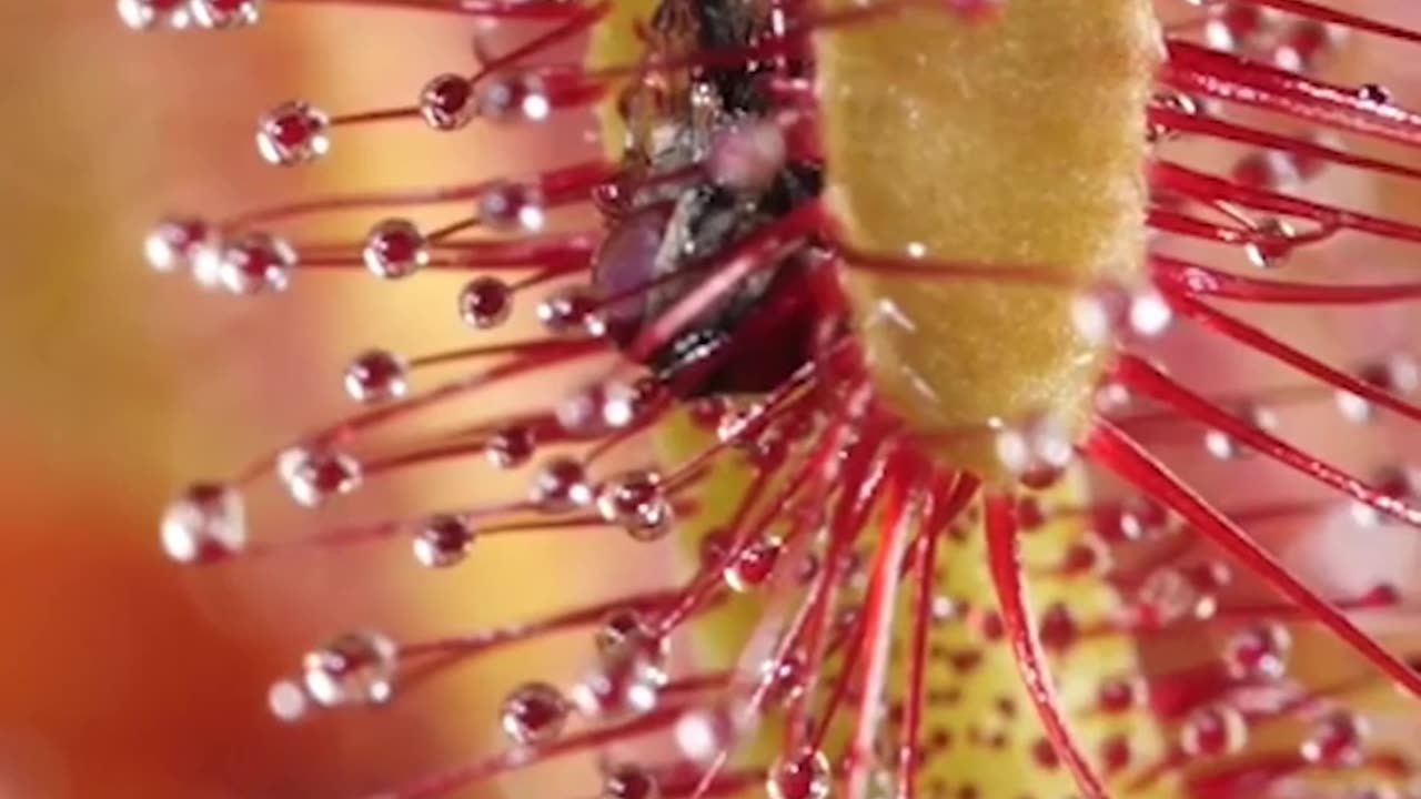 Cool Carnivorous Plants 🪴 - Deep Look