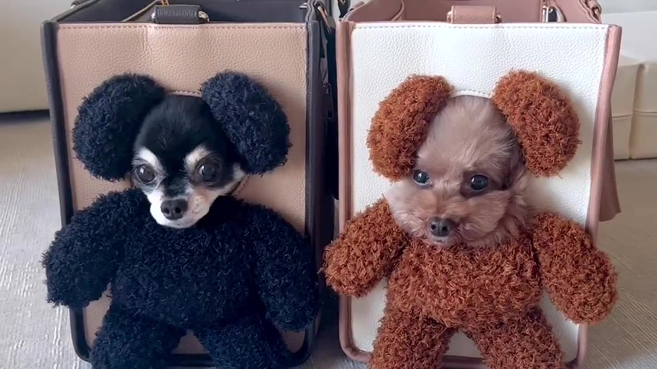 Precious π Puppies ππexcited to trick or treat π # Puppies#animals#dog#halloween