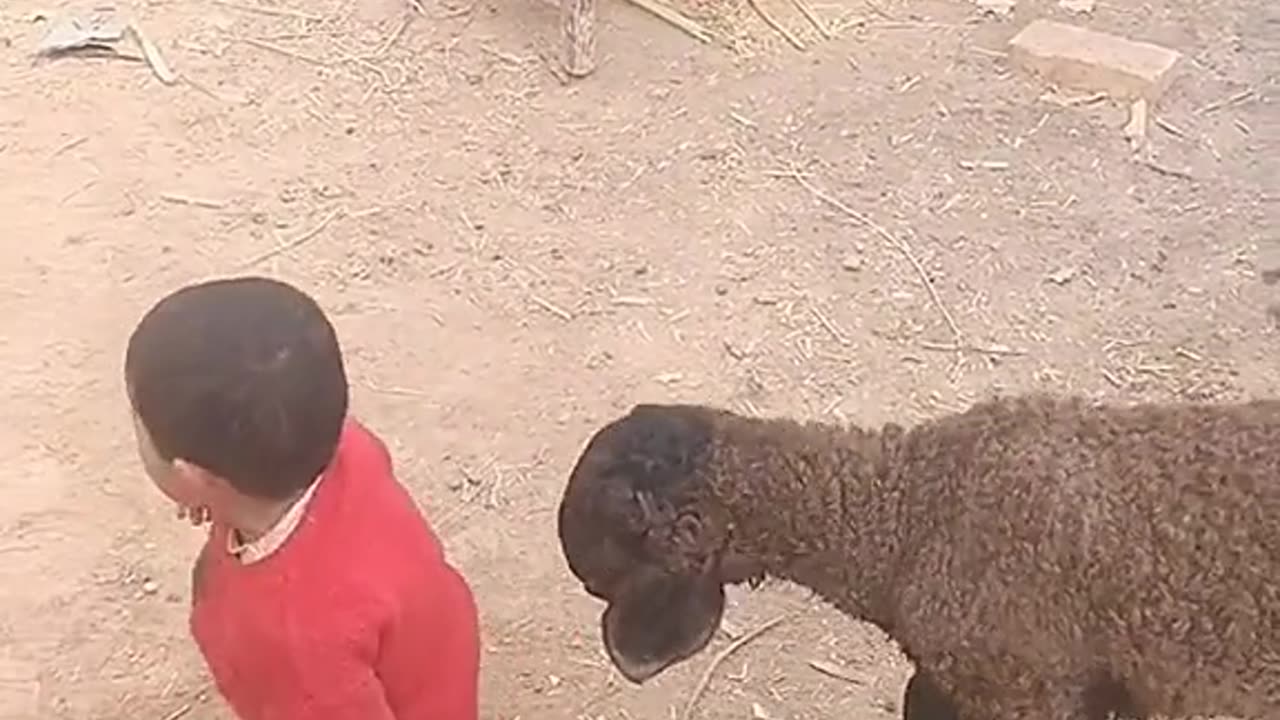 child play with sheep