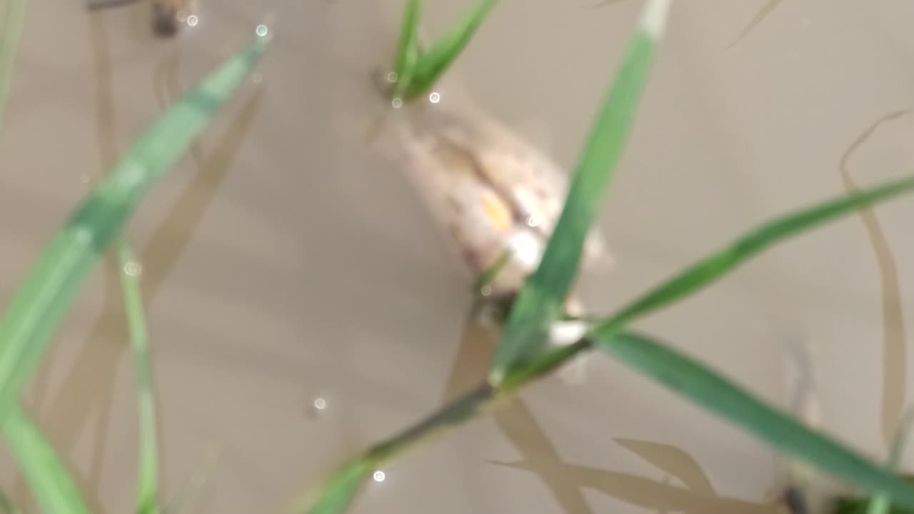 Fishing 🐠 my farmer fish death' ☠️