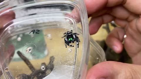 Feeding my ADORABLE jumping spiders! Phidippus regius Update-10