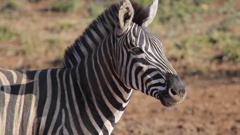 Zebra Close Up Copyright Free Animal Videos