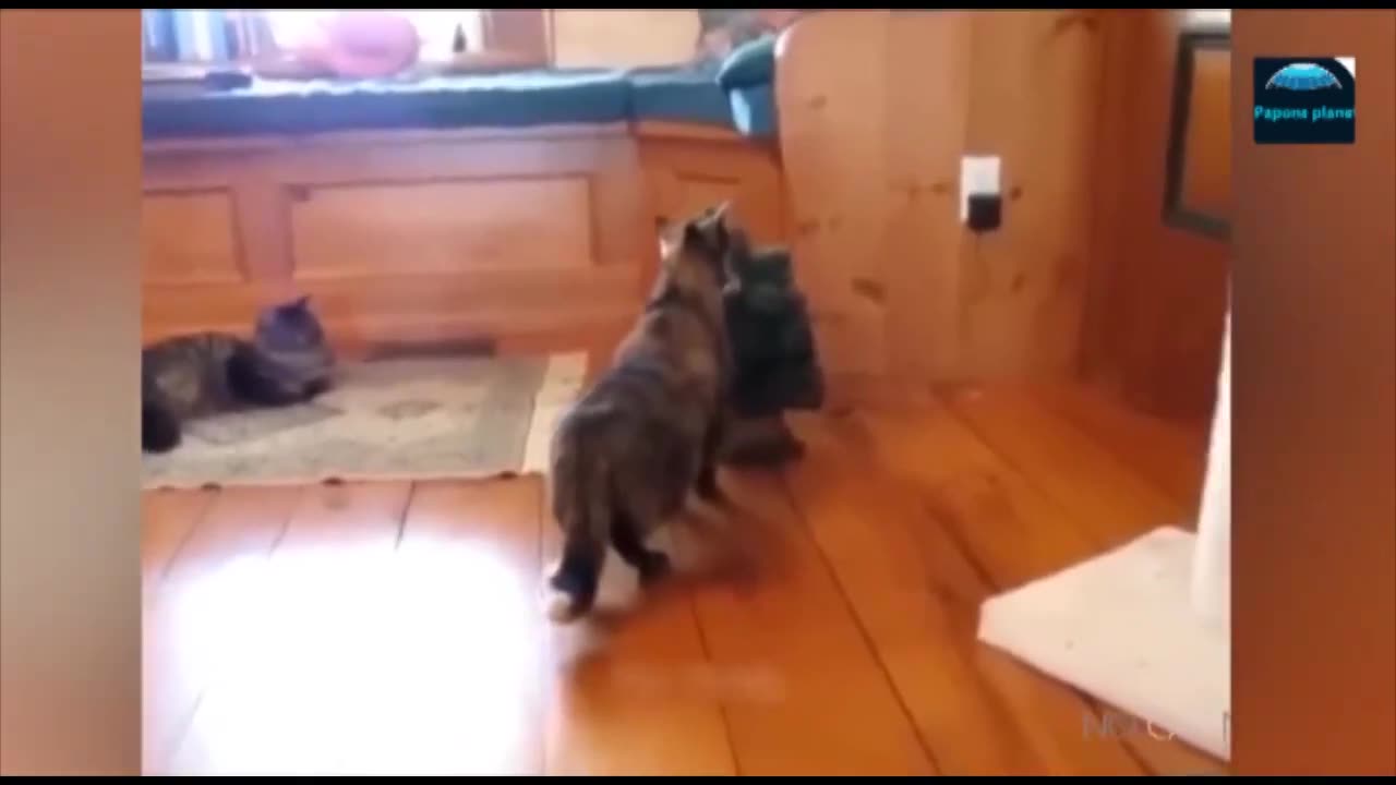 Funny cat