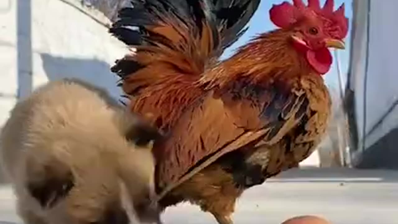 Funny videos puppy and cock