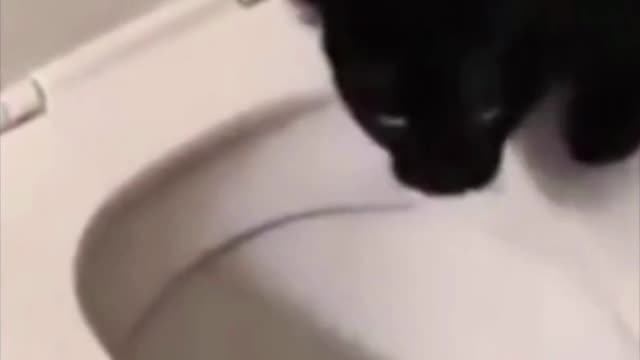 Funniest Cats Video - Smart Cat Flushes Toilet, Then Watches the Water Swirl #shorts