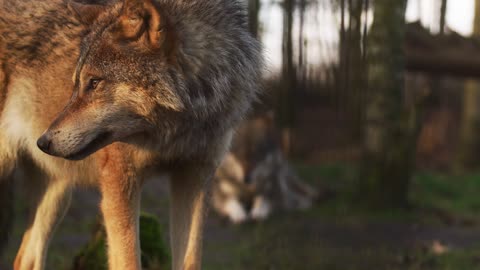 for wolves, the best pillows are fuzzy 4k video full HD