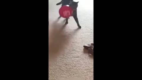 VIDEOS GRACIOSOS DE ANIMALES