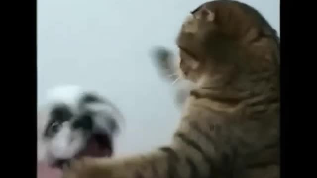 Boxing match between a cat and a dog