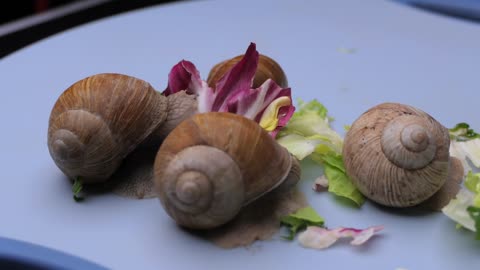 The snails ate the vegetables in no time